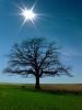 Natural SEO and SEM is strong as an oak